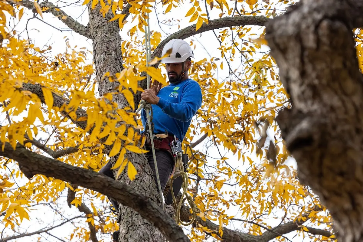 Skilled Tree Trimming crew working in Kalamazoo