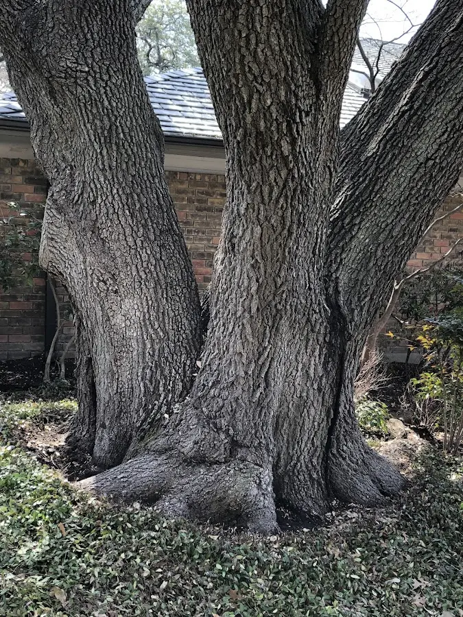 Mature heritage tree close to a Kalamazoo property cared for by certified arborists